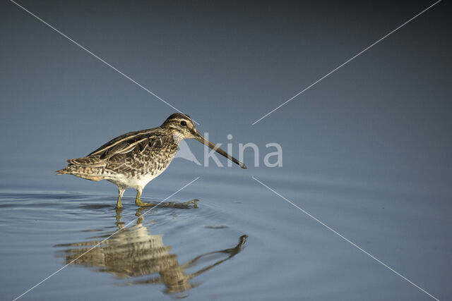 Common Snipe (Gallinago gallinago)