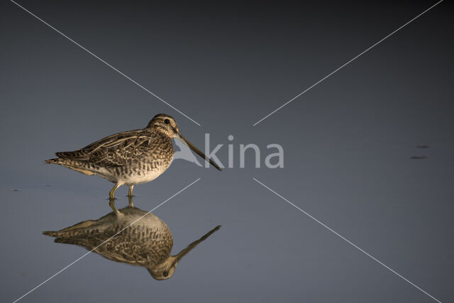Common Snipe (Gallinago gallinago)