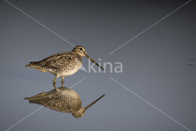 Watersnip (Gallinago gallinago)