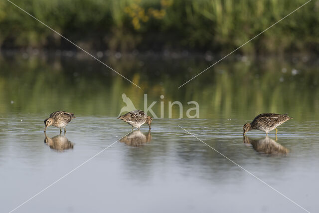 Watersnip (Gallinago gallinago)