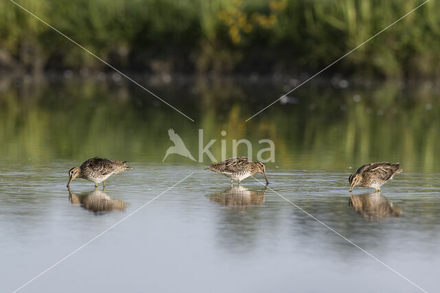 Common Snipe (Gallinago gallinago)