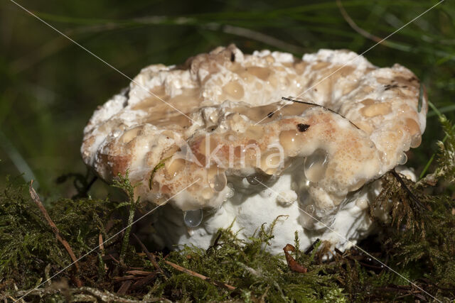 Zwetende kaaszwam (Oligoporus guttulatus)