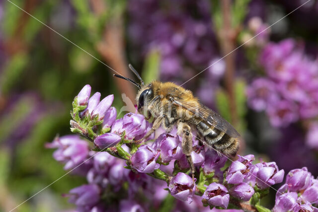 Heidezandbij (Andrena fuscipes)