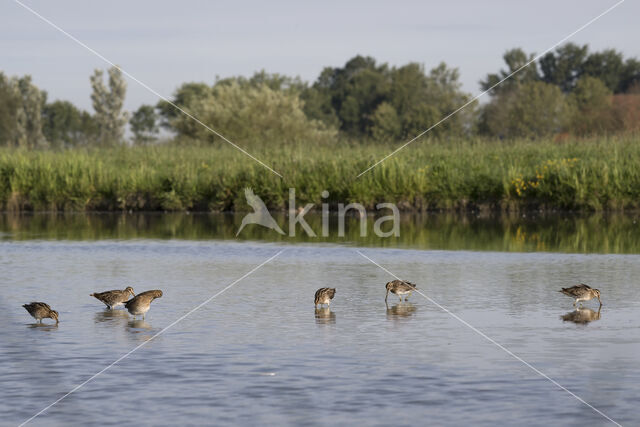 Watersnip (Gallinago gallinago)