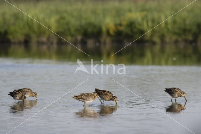 Common Snipe (Gallinago gallinago)