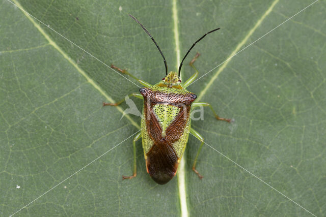 meidoornkielwants (acanthosoma haemorrhoidale)