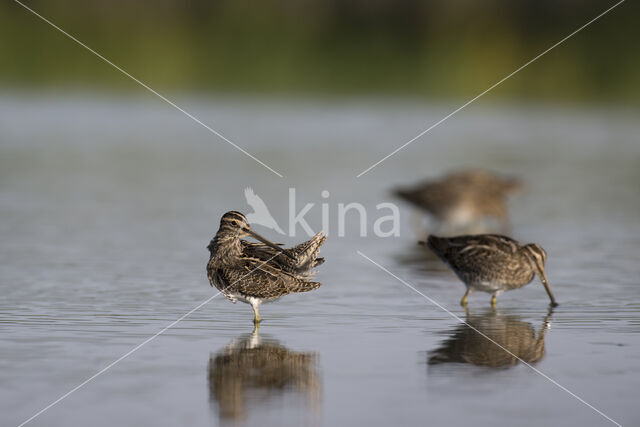 Common Snipe (Gallinago gallinago)