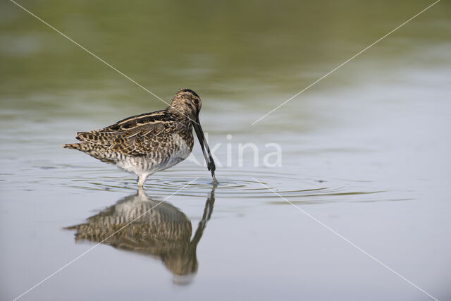 Watersnip (Gallinago gallinago)