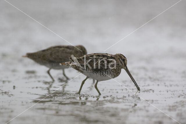 Watersnip (Gallinago gallinago)