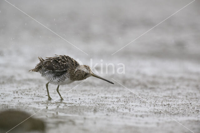 Common Snipe (Gallinago gallinago)