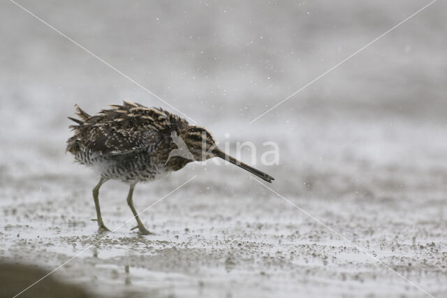 Common Snipe (Gallinago gallinago)