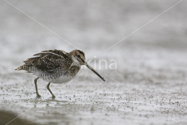 Common Snipe (Gallinago gallinago)