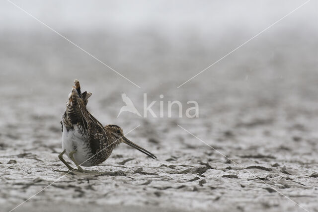 Watersnip (Gallinago gallinago)