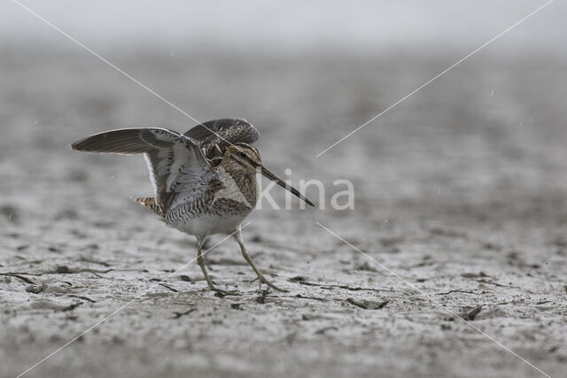 Watersnip (Gallinago gallinago)