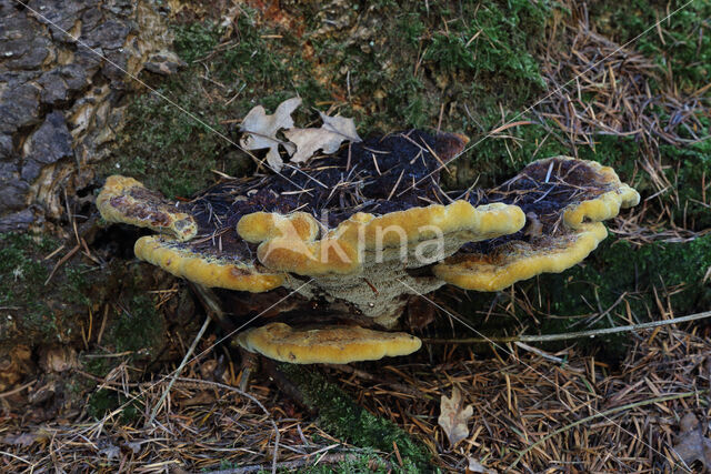 Dyer's mazegill (Phaeolus schweinitzii)