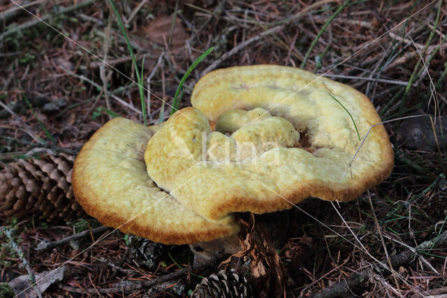 Dyer's mazegill (Phaeolus schweinitzii)