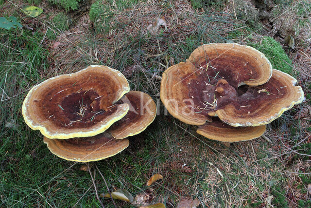 Dyer's mazegill (Phaeolus schweinitzii)