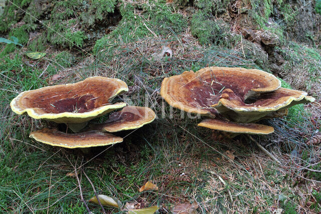 Dyer's mazegill (Phaeolus schweinitzii)