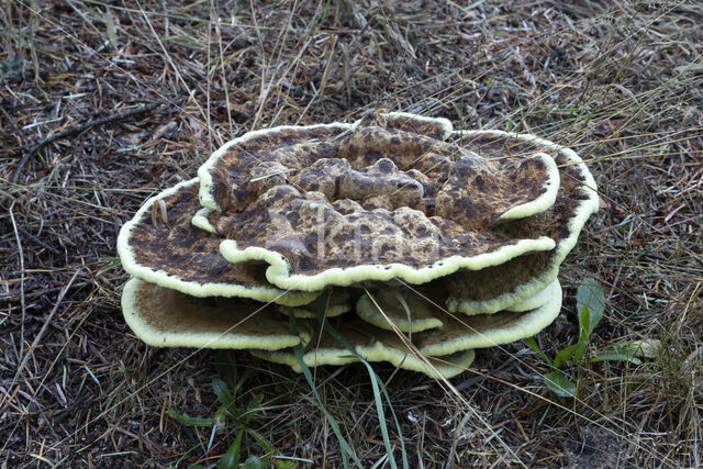 Dyer's mazegill (Phaeolus schweinitzii)