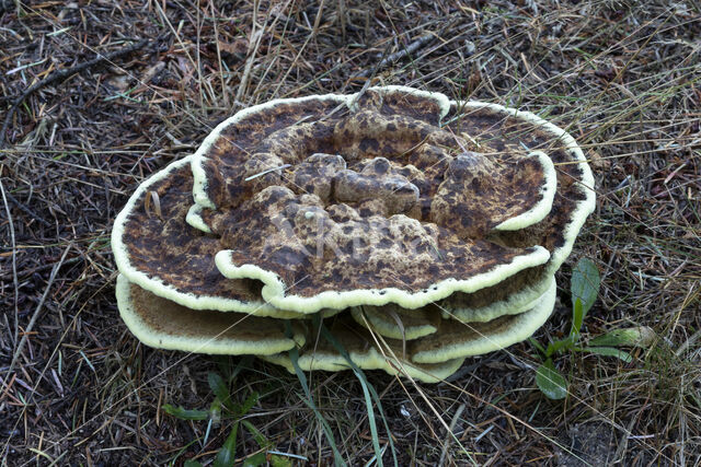 Dyer's mazegill (Phaeolus schweinitzii)