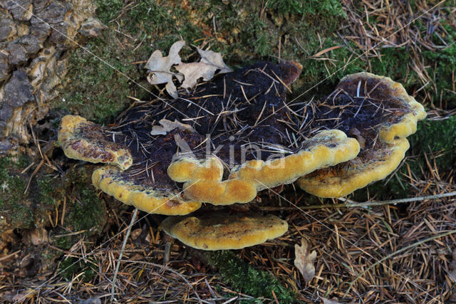 Dyer's mazegill (Phaeolus schweinitzii)