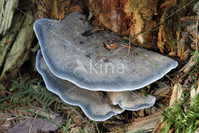 blue cheese polypore (Oligoporus caesius)