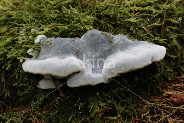 blue cheese polypore (Oligoporus caesius)