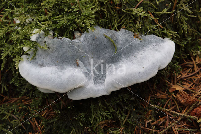 blue cheese polypore (Oligoporus caesius)