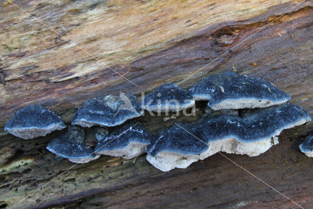blue cheese polypore (Oligoporus caesius)