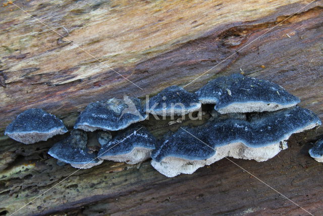 Blauwe kaaszwam (Oligoporus caesius)