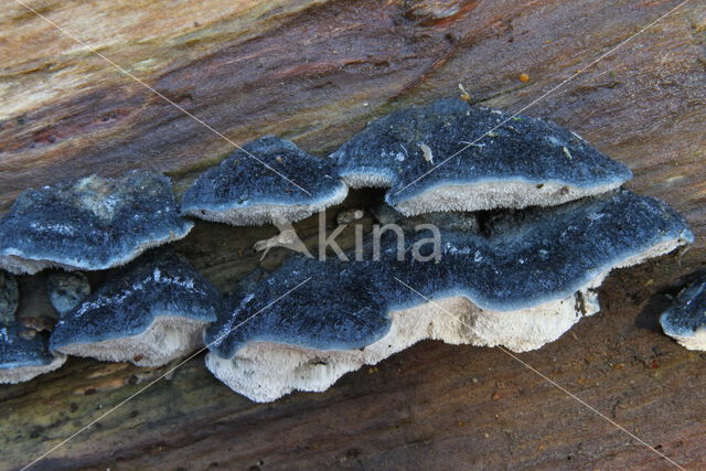 Blauwe kaaszwam (Oligoporus caesius)