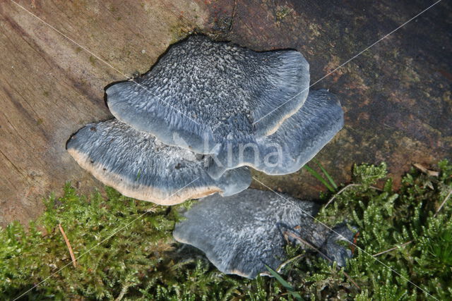 Blauwe kaaszwam (Oligoporus caesius)