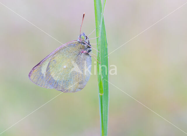 Moorland Clouded Yellow (Colias palaeno)