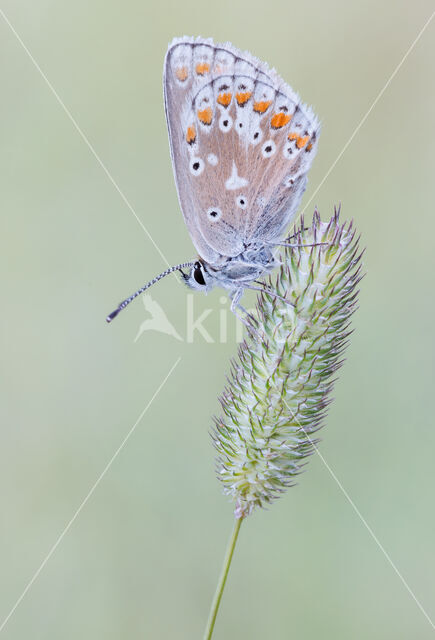 Mountain Argus (Aricia artaxerxes)