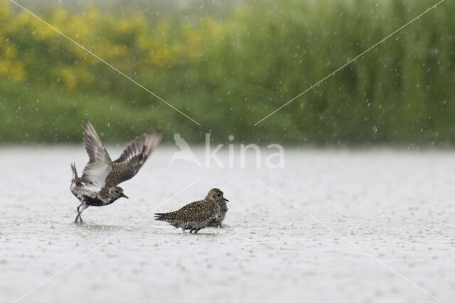 Goudplevier (Pluvialis apricaria)