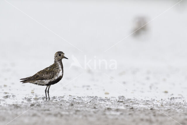 Goudplevier (Pluvialis apricaria)