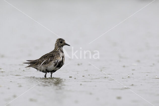 Golden Plover (Pluvialis apricaria)