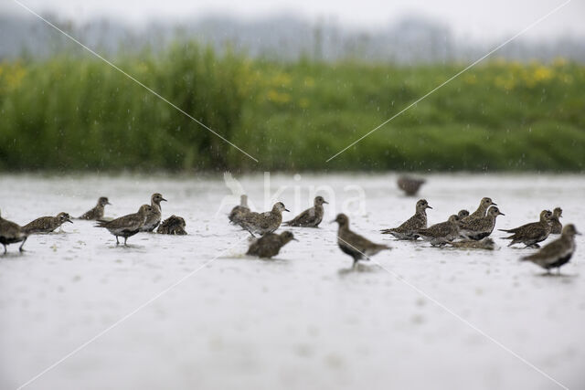 Goudplevier (Pluvialis apricaria)