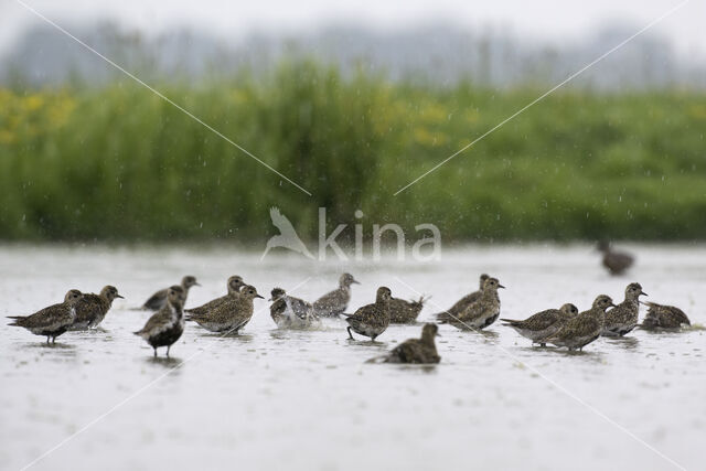 Goudplevier (Pluvialis apricaria)