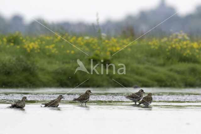 Goudplevier (Pluvialis apricaria)