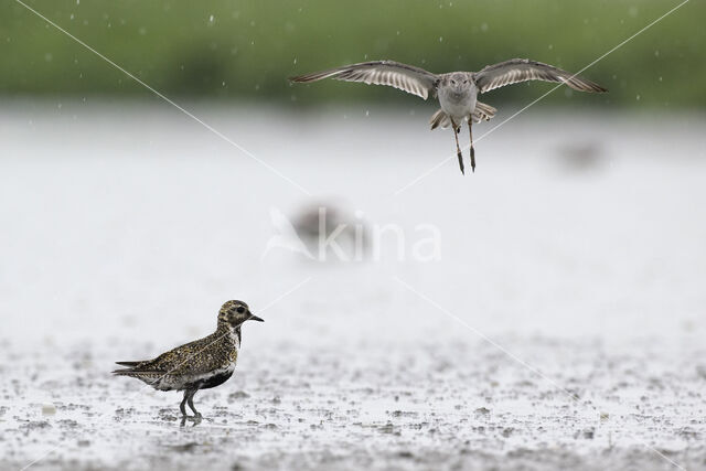 Goudplevier (Pluvialis apricaria)