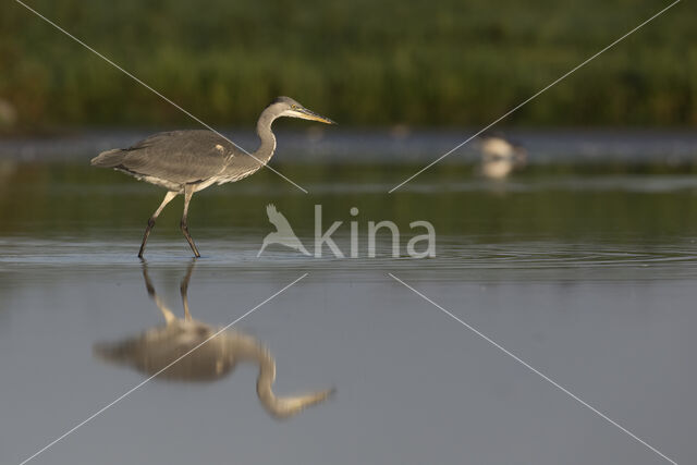 Grey Heron (Ardea cinerea)