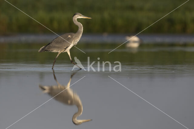 Grey Heron (Ardea cinerea)