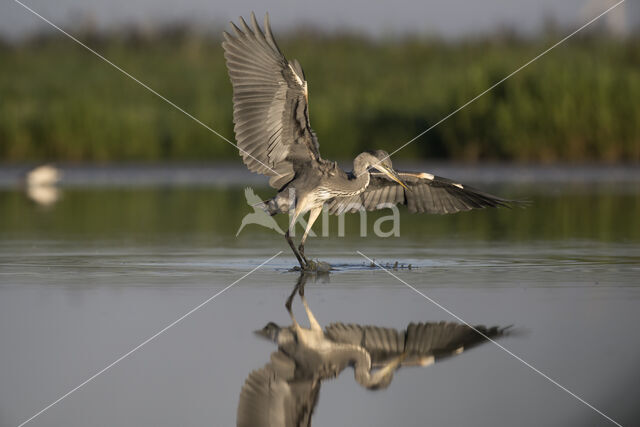 Blauwe Reiger (Ardea cinerea)