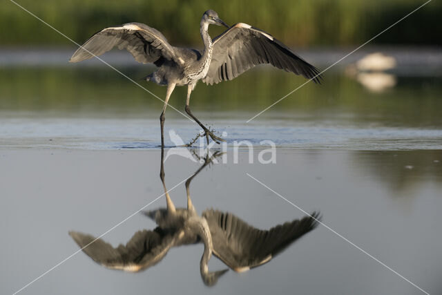 Blauwe Reiger (Ardea cinerea)