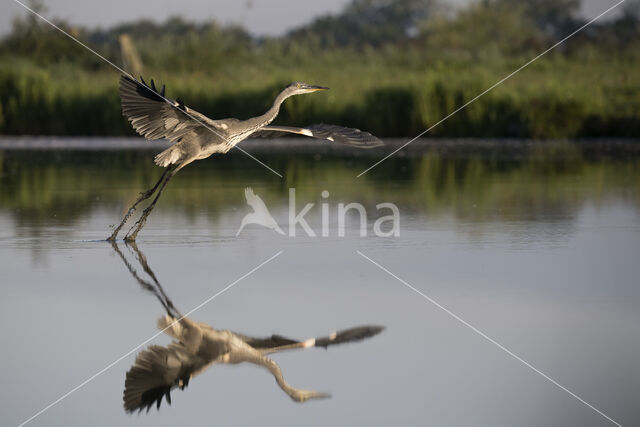 Blauwe Reiger (Ardea cinerea)