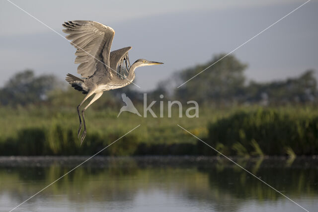 Blauwe Reiger (Ardea cinerea)