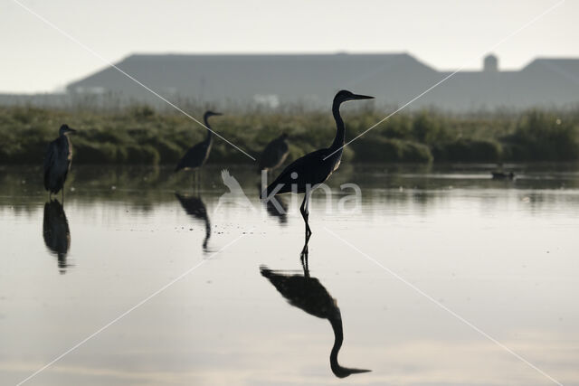 Grey Heron (Ardea cinerea)