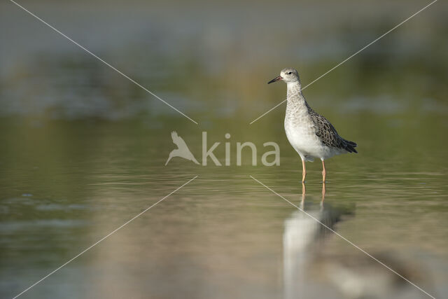 Kemphaan (Philomachus pugnax)