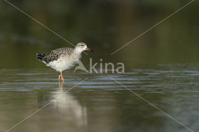 Ruff (Philomachus pugnax)